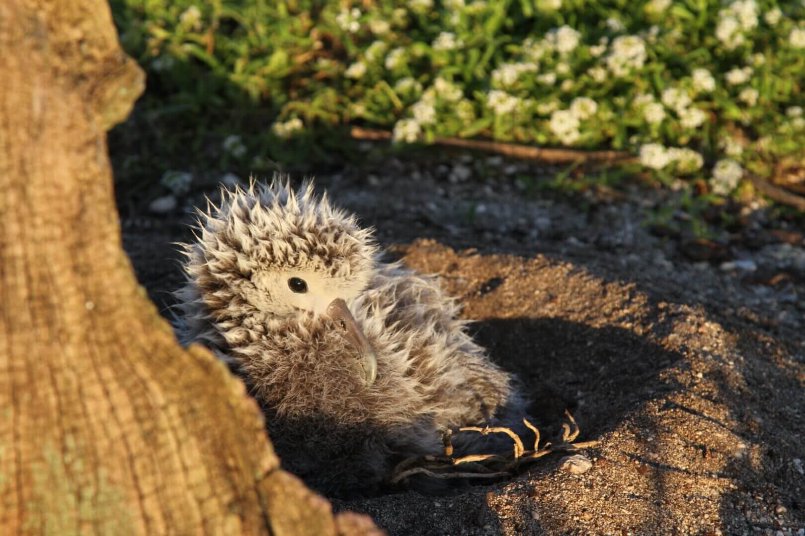 A small hedgehog resting on the ground near a tree trunk.