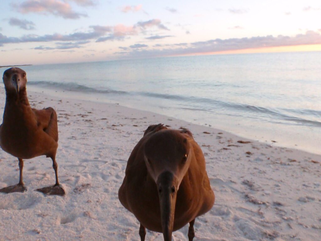 Two brown ducks walking on a beach near the ocean at sunset.