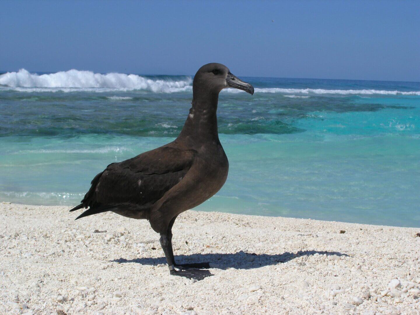 A black seabird standing on white sandy beach with blue ocean waves.
