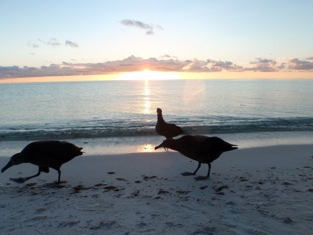 Three birds on a beach at sunset with the sun reflecting on the water.