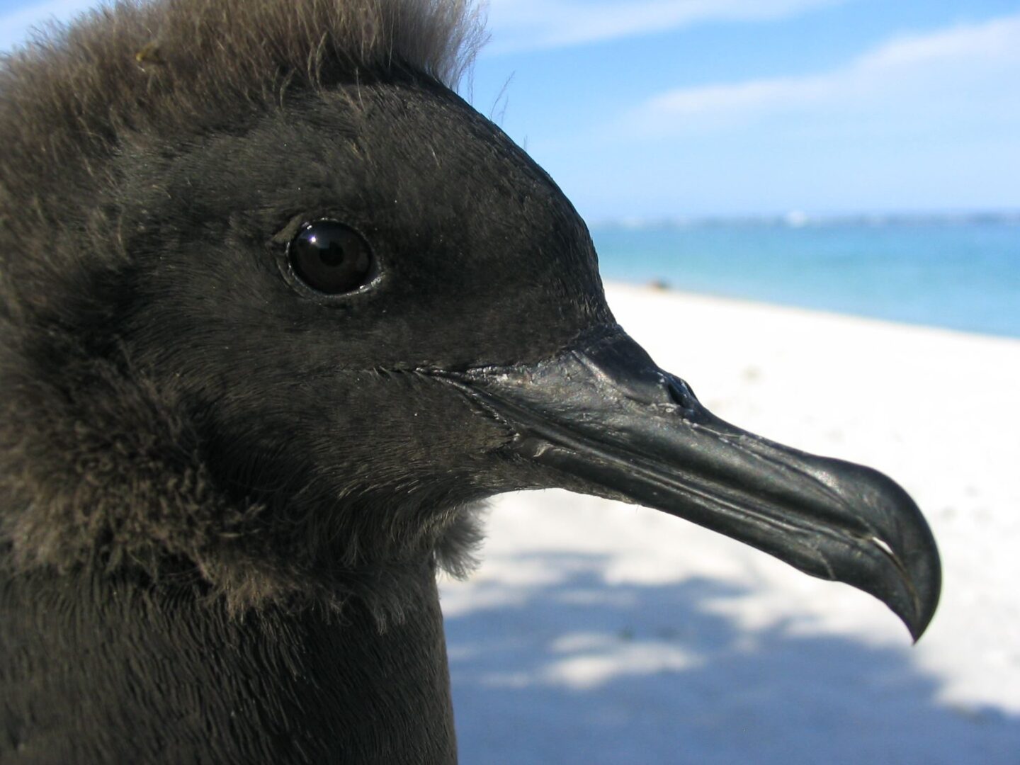 Close-up of a black bird's head with a beach background.