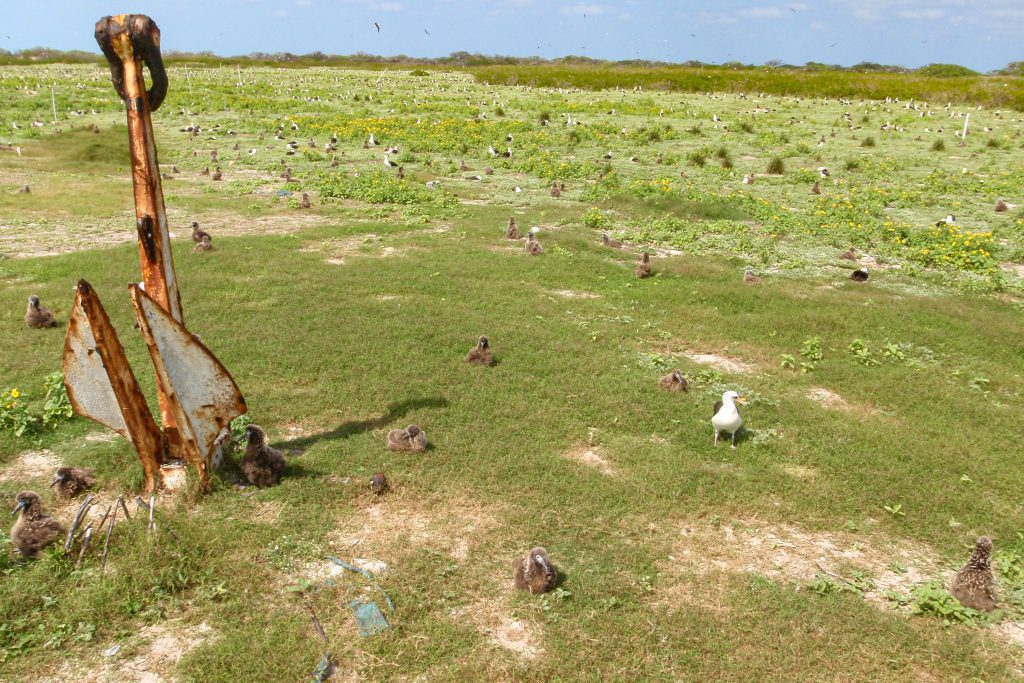 A dry landscape with scattered birds and an old, rusty vehicle.