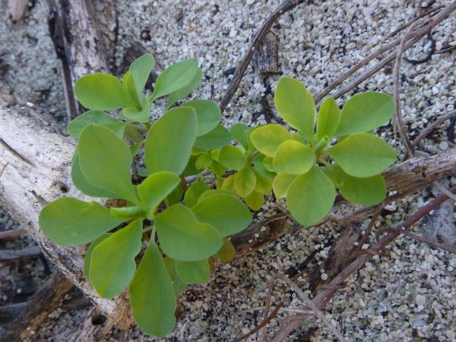 Green succulent plant growing against a rough stone wall.