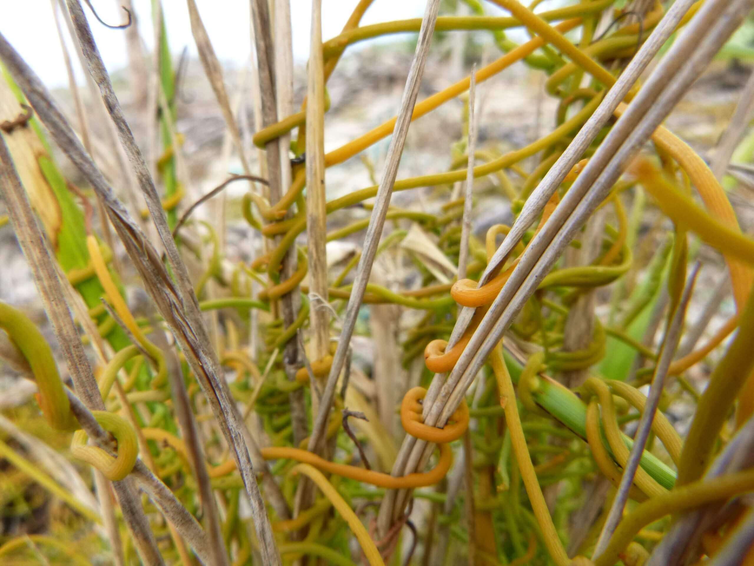 Kaunaʻoa Pehu - Cassytha filiformis - Kure Atoll Conservancy