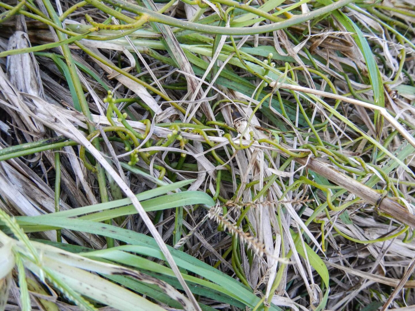 Close-up of a patch of tangled grass and small plants.