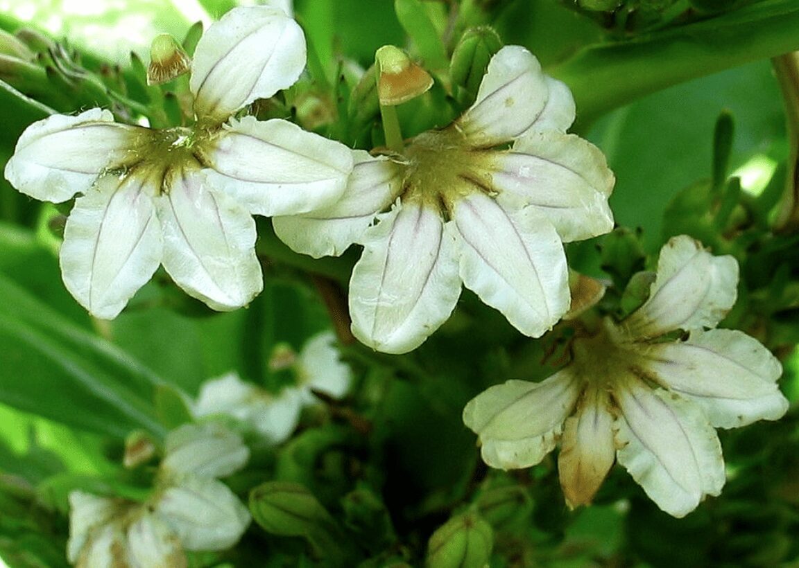 Close-up of delicate white flowers with green leaves.