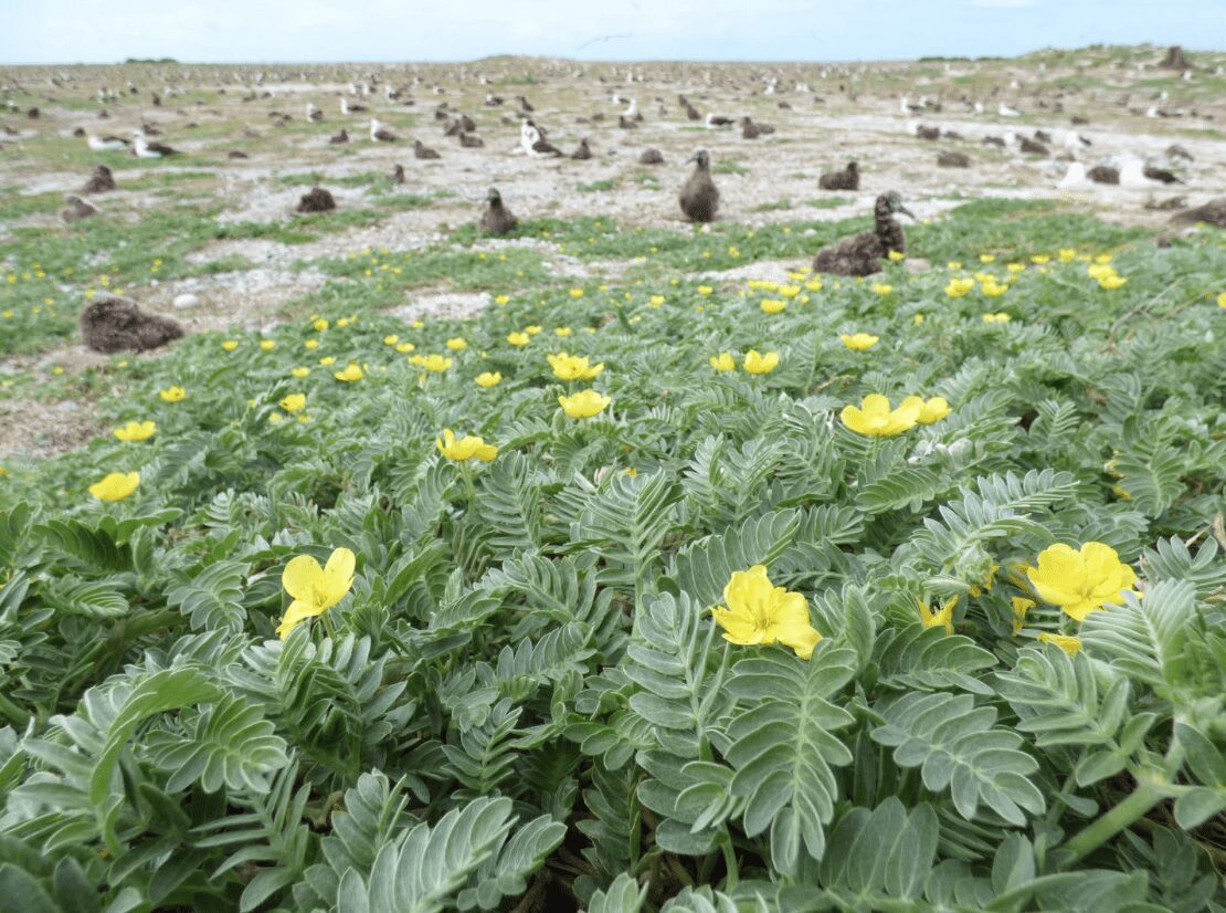 Yellow flowers blooming in a sandy desert landscape with scattered shrubs.