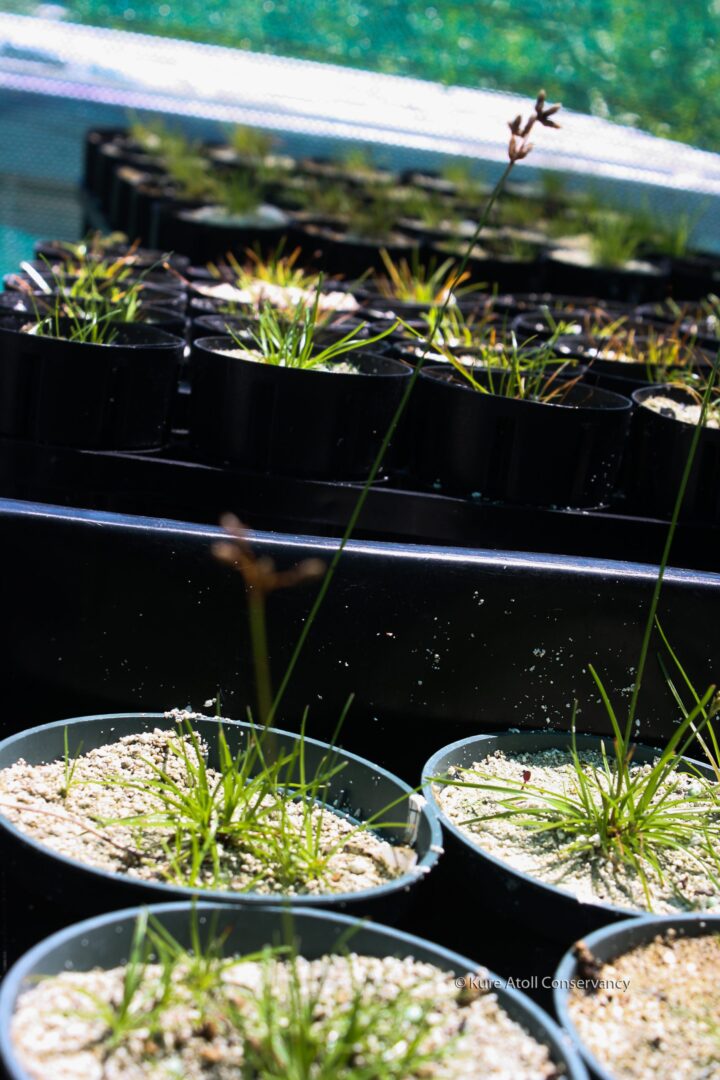 Small plants growing in black plastic pots under sunlight.