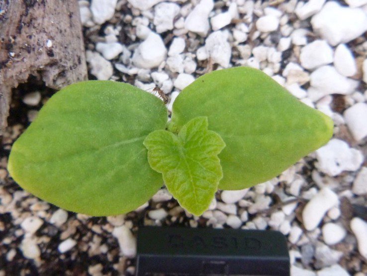 Close-up of a small green seedling with three leaves in soil with white pebbles.