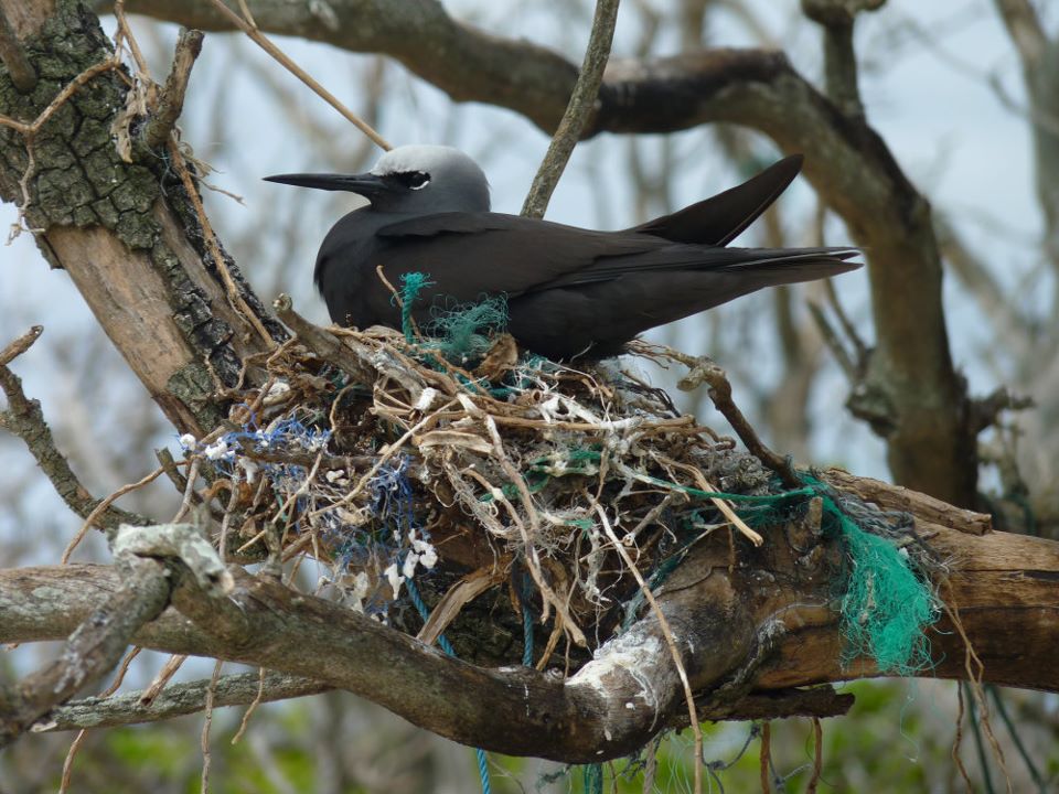 A black bird perched on a tree branch near a nest with green feathers.