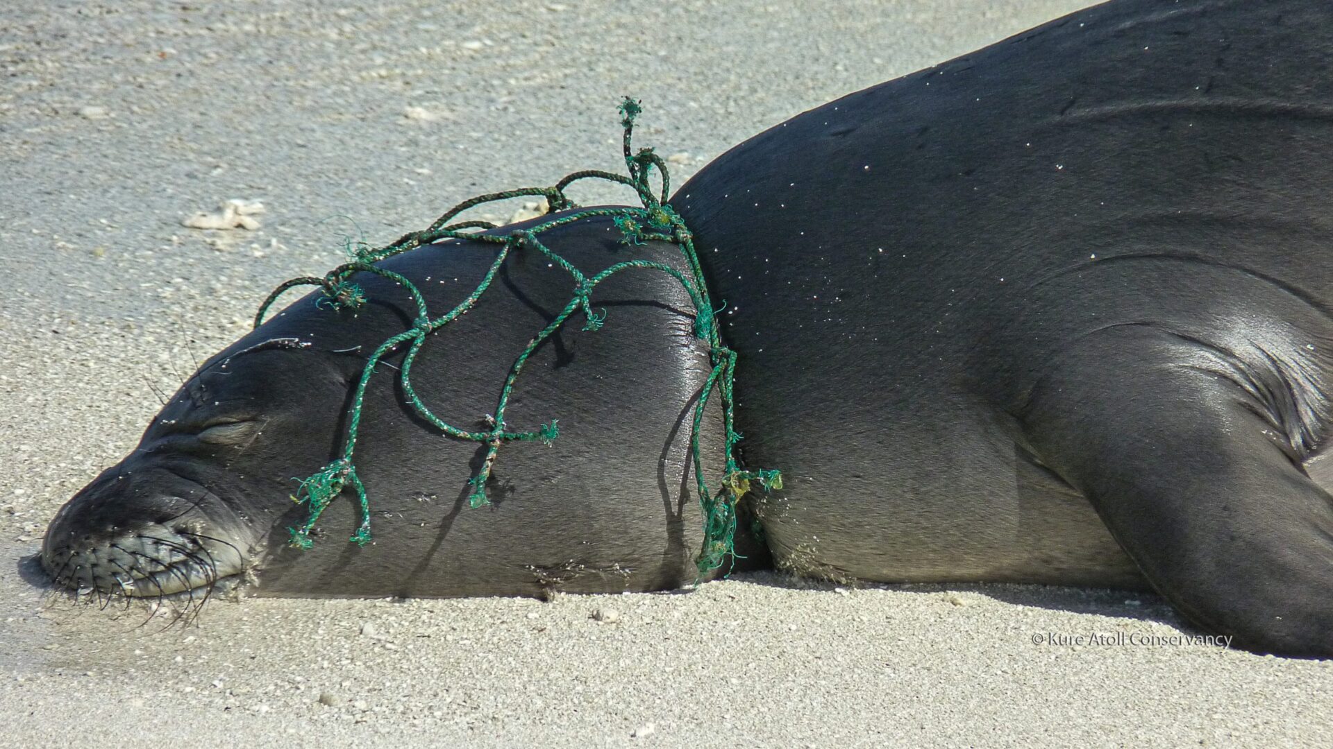 A seal trapped in green fishing net on the beach.