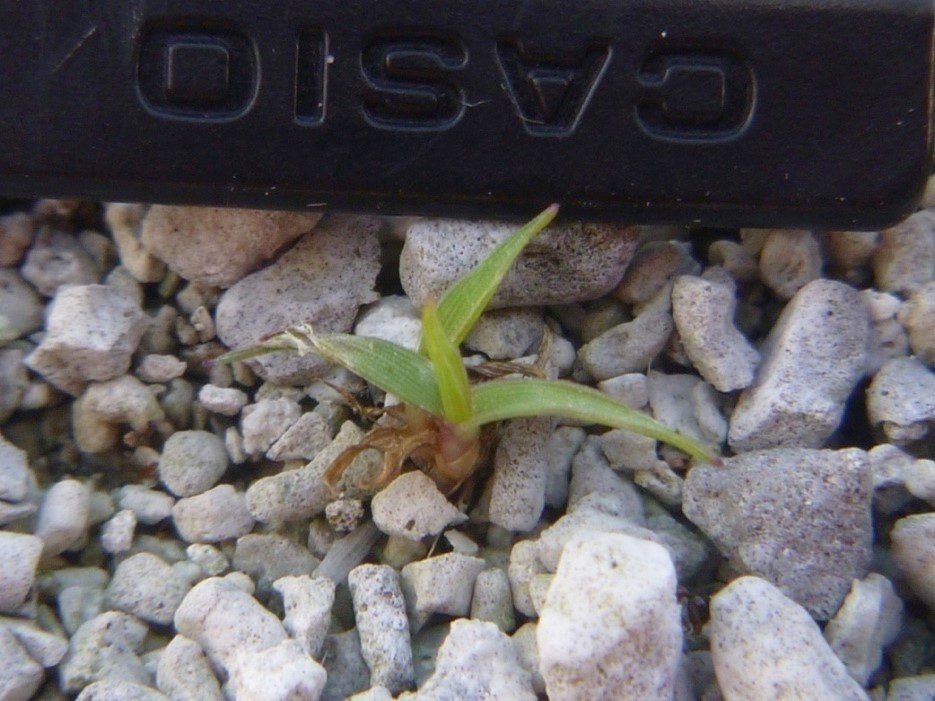 A small green plant sprouting among white pebbles and a black object.