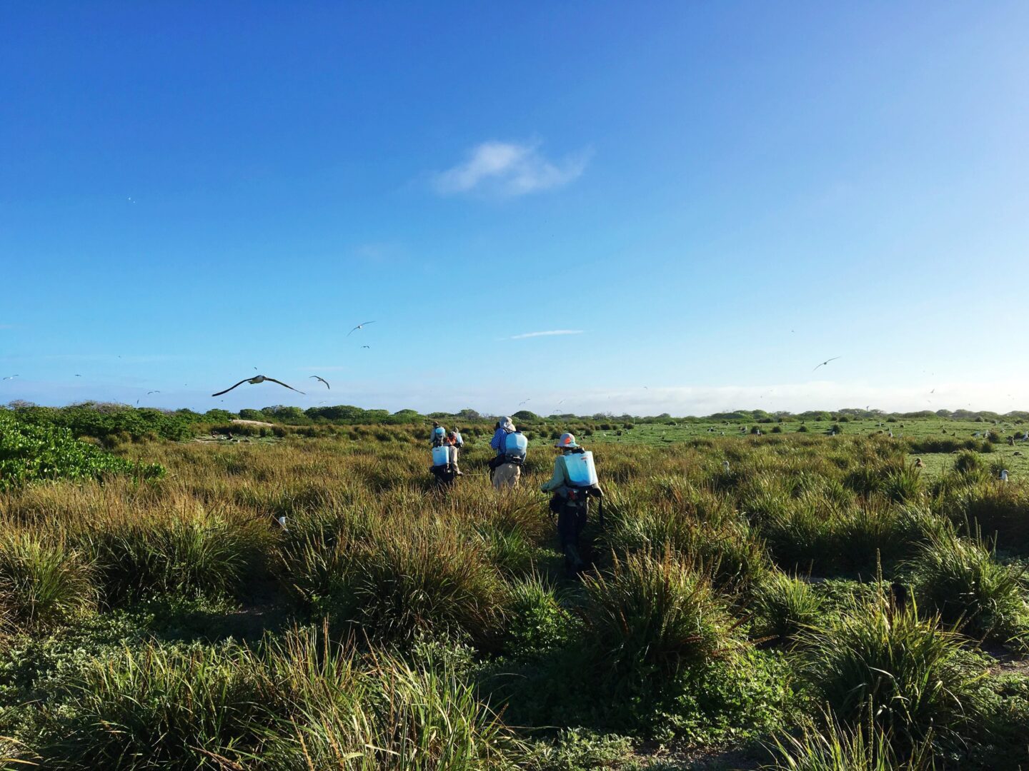 People walking through tall grass under a clear blue sky.