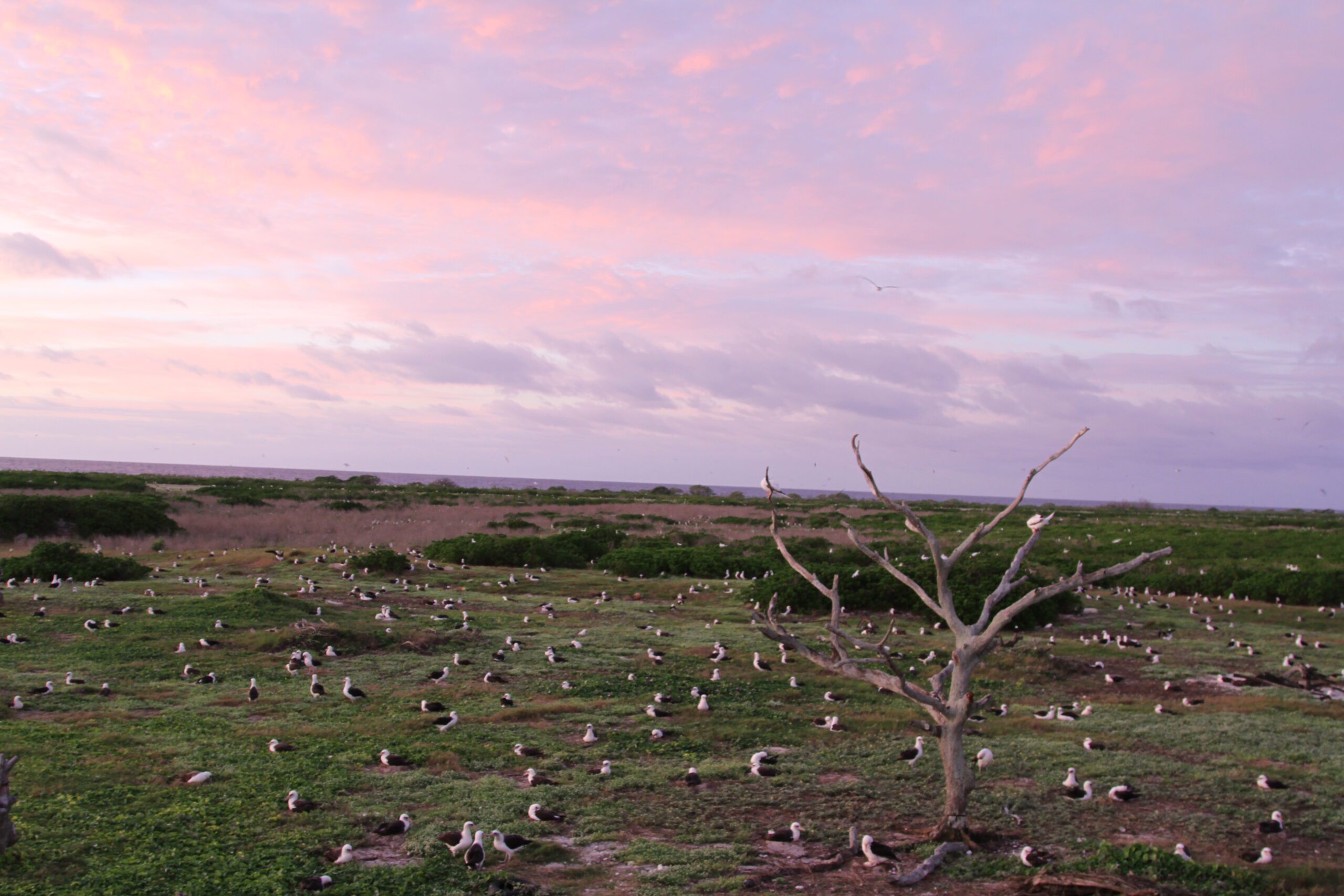 A Message for the Wildlife of Holaniku from Myka – Kure Atoll Conservancy