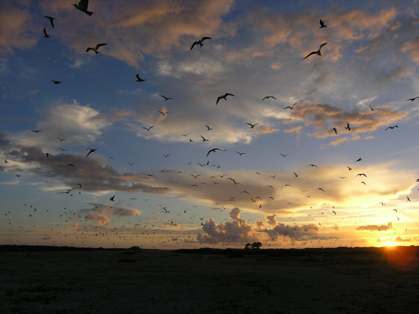 Birds flying over a beach at sunset with a colorful sky.