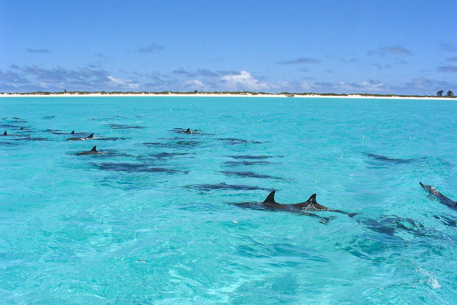 Dolphins swimming in clear turquoise ocean water.
