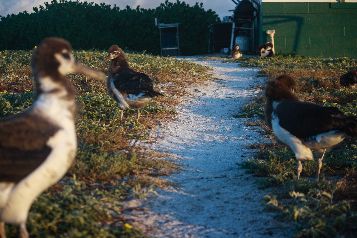 Three ducks walking on a gravel path surrounded by grass and bushes.