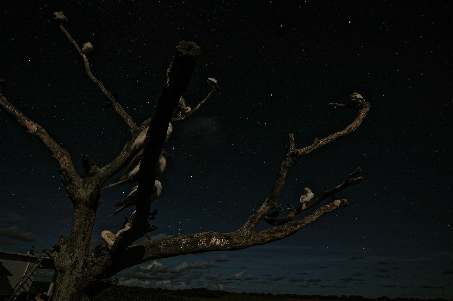 Dark silhouette of a barren tree against a starry night sky.