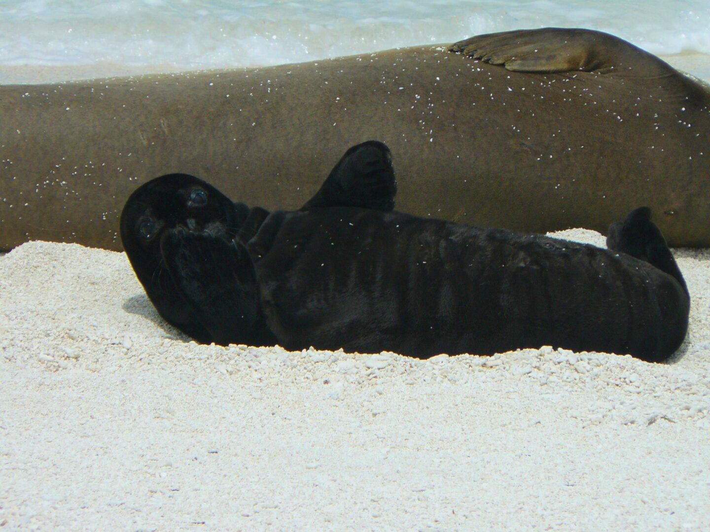 A black sea lion pup resting on sandy beach near water.