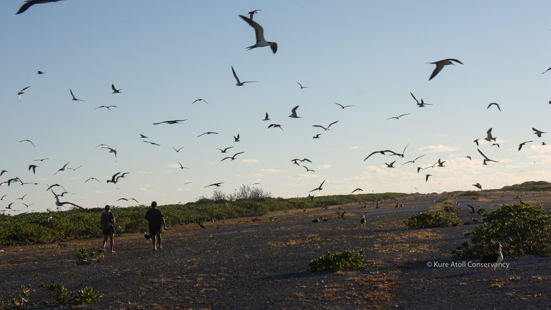 A person walks on a beach with birds flying overhead at sunset.