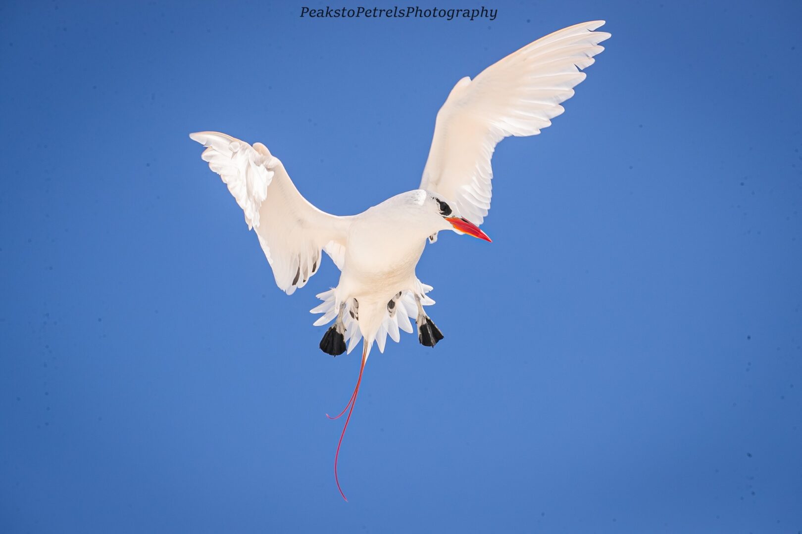A white bird with red beak and long tail feathers flying against a clear blue sky.