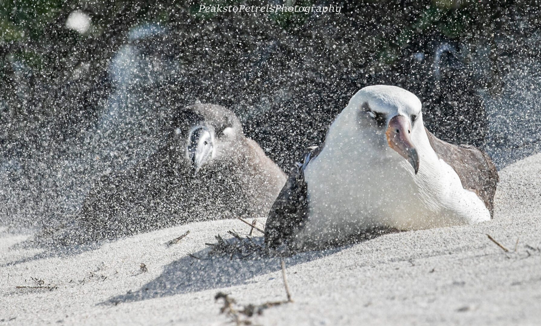 Two seabirds resting on sandy beach with water spray around them.