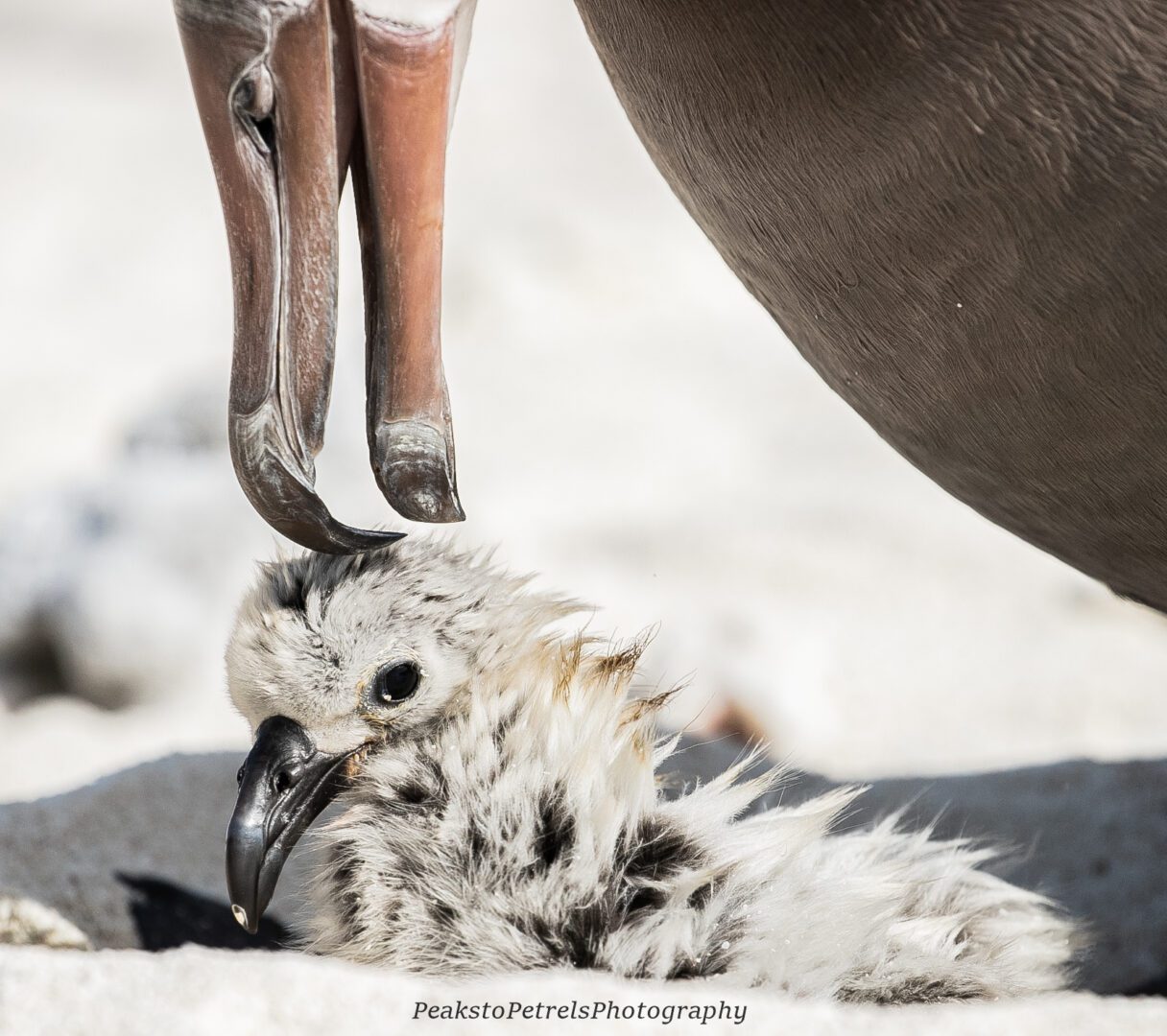 Close-up of a baby bird under its parent's protective beak on sandy ground.