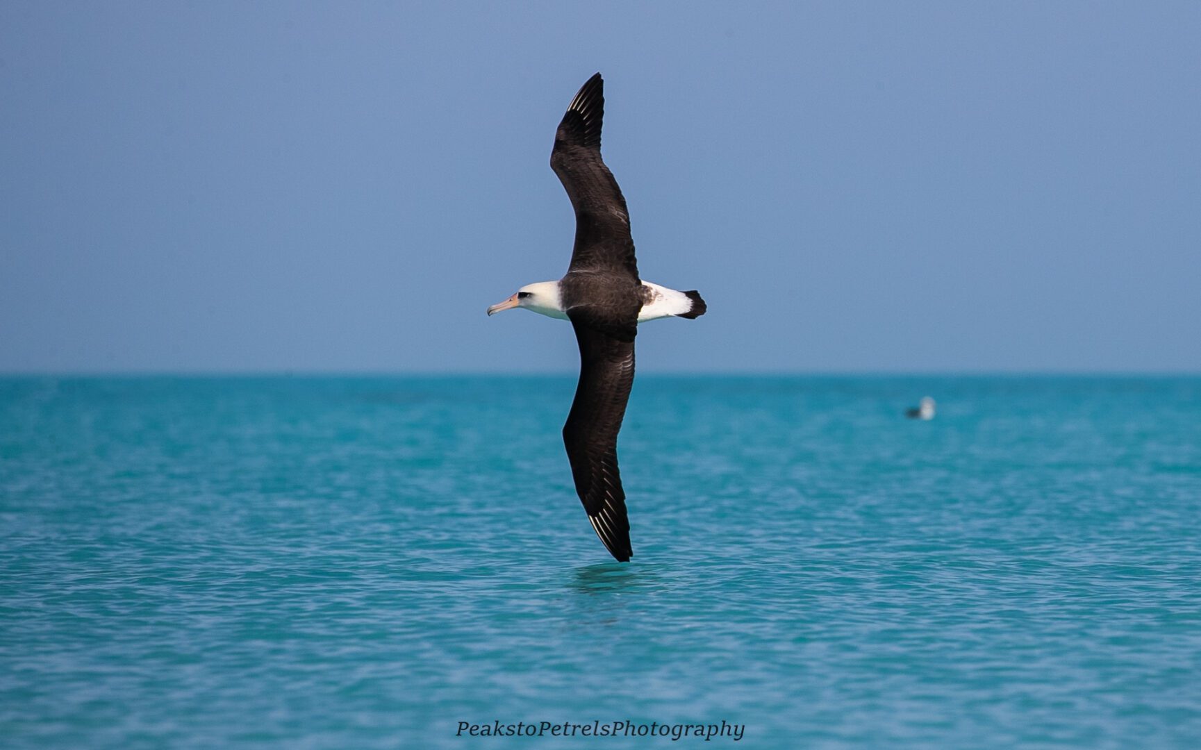 An albatross glides gracefully above the turquoise ocean under a clear blue sky.