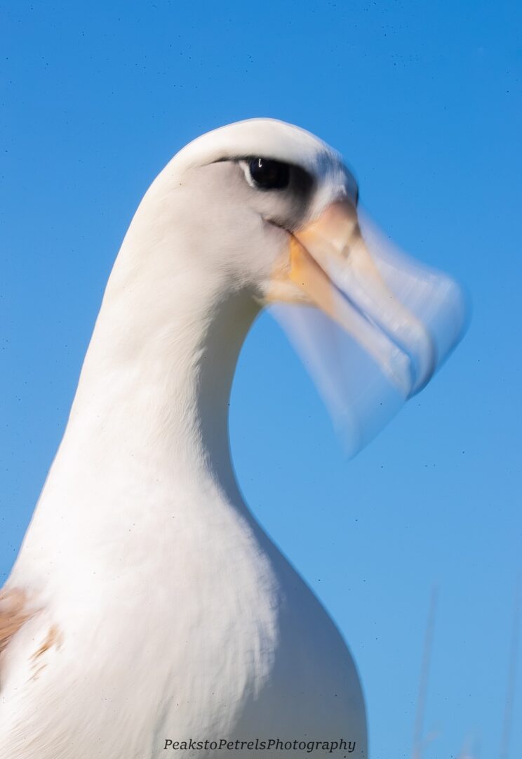 Close-up of an albatross shaking its head against a clear blue sky.