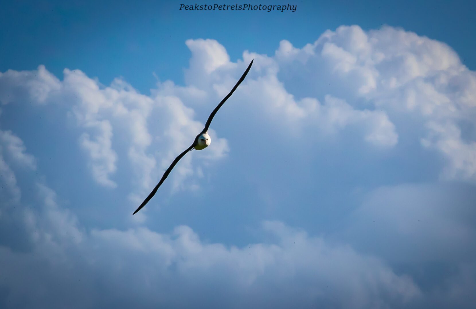 A bird gliding gracefully against a backdrop of fluffy clouds and blue sky.