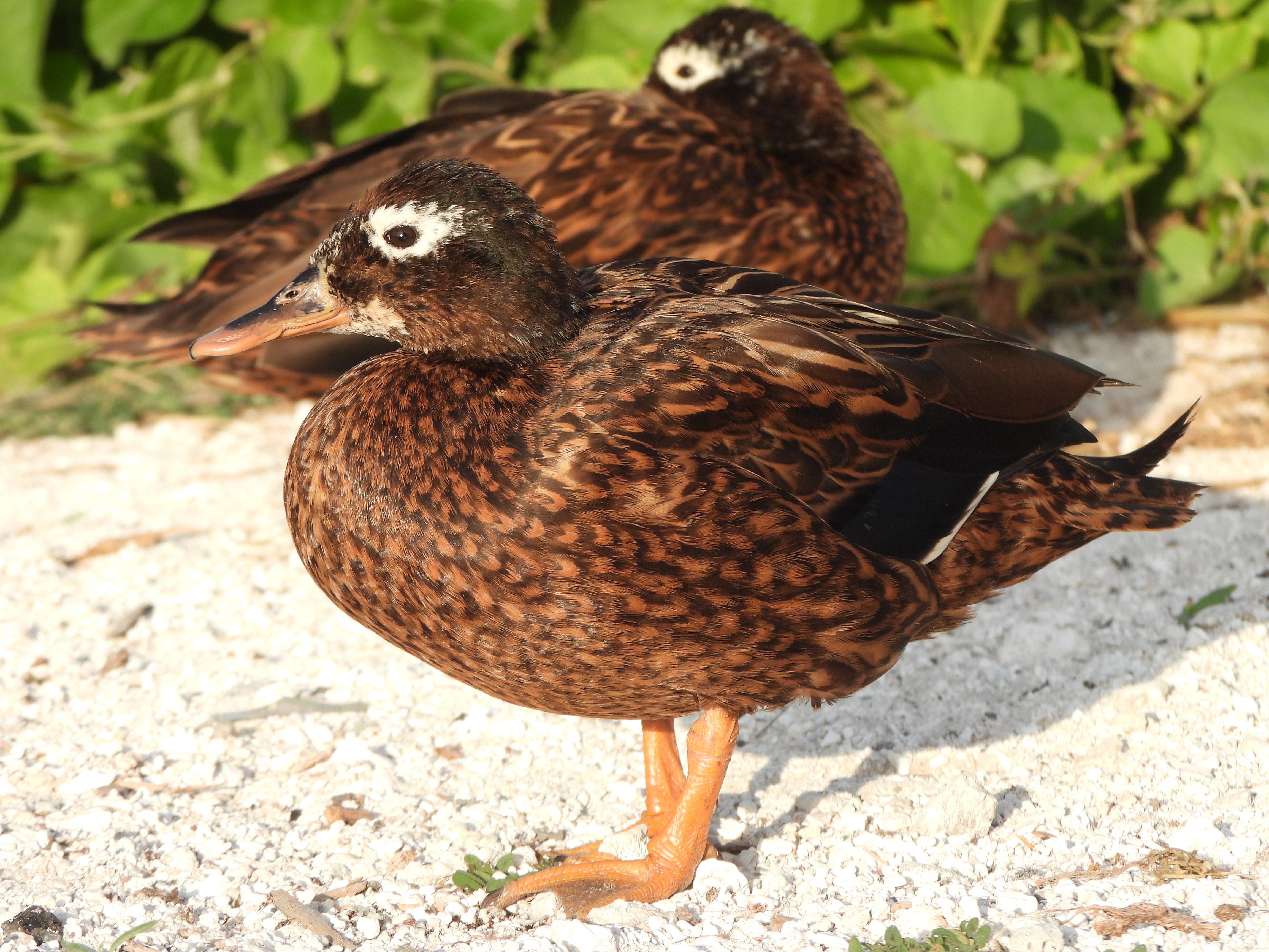 Two brown ducks with patterned feathers standing on gravel near greenery.
