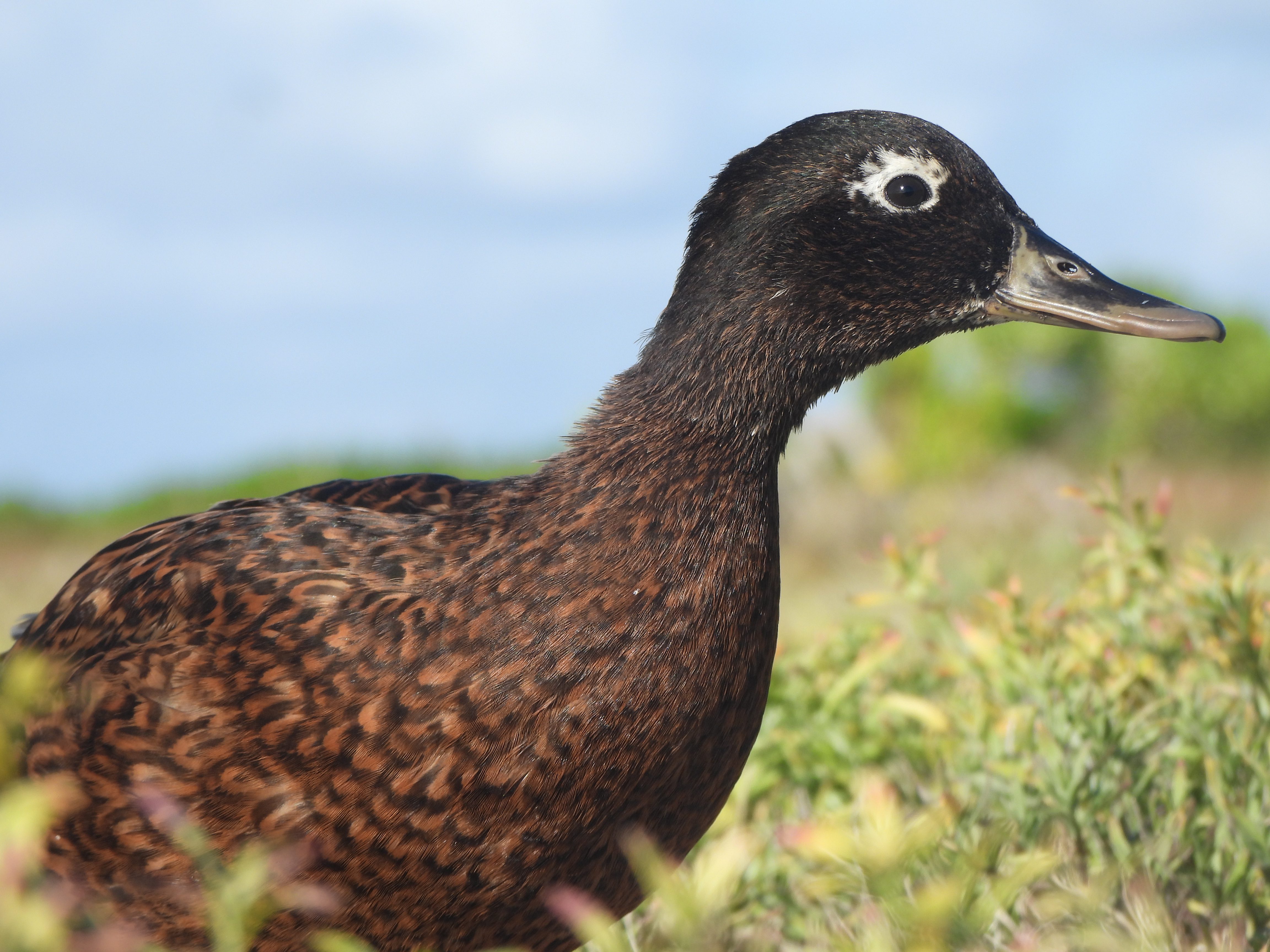 Close-up of a brown duck with distinctive white eye markings in natural habitat.