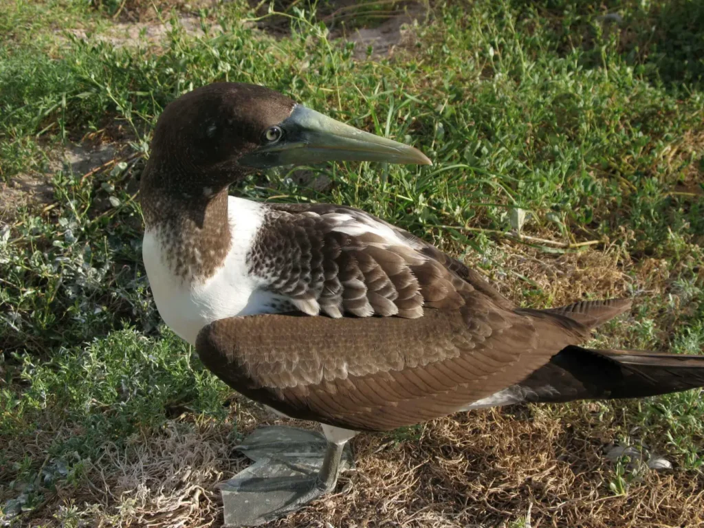 A brown and white bird standing on grass with a fish in its beak.
