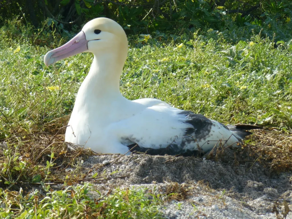 A large white and black albatross resting on the ground surrounded by greenery.