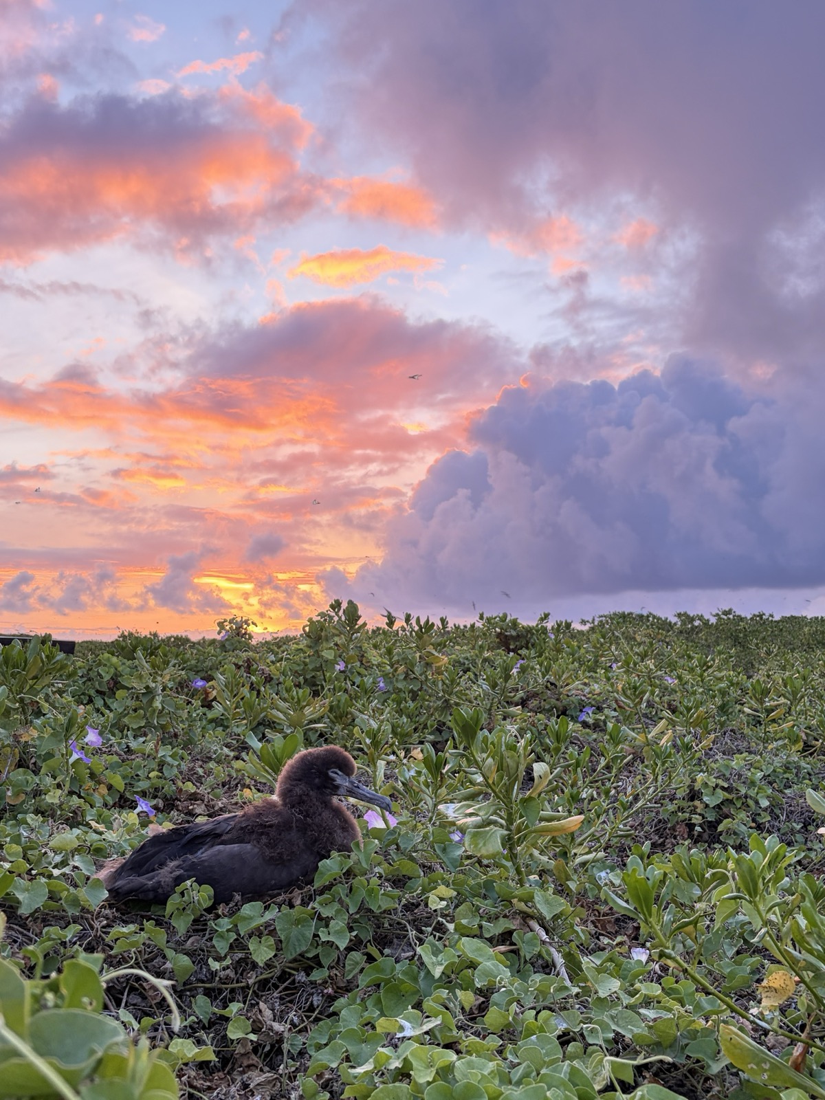 Fluffy chick nestled in coastal sunset foliage
